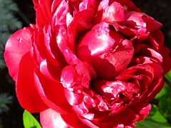 flowersMay13e (158)